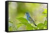 Florida, Immokalee, Indigo Bunting Perched in Jasmine Bush-Bernard Friel-Framed Stretched Canvas