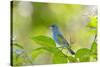 Florida, Immokalee, Indigo Bunting Perched in Jasmine Bush-Bernard Friel-Stretched Canvas