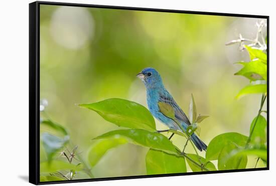 Florida, Immokalee, Indigo Bunting Perched in Jasmine Bush-Bernard Friel-Framed Stretched Canvas