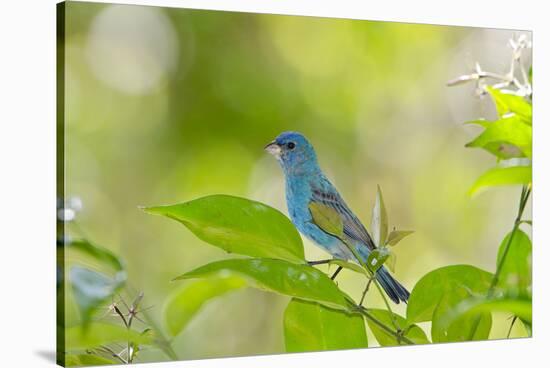 Florida, Immokalee, Indigo Bunting Perched in Jasmine Bush-Bernard Friel-Stretched Canvas