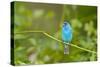 Florida, Immokalee, Indigo Bunting Perched in Jasmine Bush-Bernard Friel-Stretched Canvas