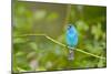 Florida, Immokalee, Indigo Bunting Perched in Jasmine Bush-Bernard Friel-Mounted Photographic Print