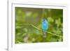 Florida, Immokalee, Indigo Bunting Perched in Jasmine Bush-Bernard Friel-Framed Photographic Print