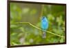 Florida, Immokalee, Indigo Bunting Perched in Jasmine Bush-Bernard Friel-Framed Photographic Print