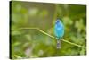 Florida, Immokalee, Indigo Bunting Perched in Jasmine Bush-Bernard Friel-Stretched Canvas