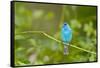 Florida, Immokalee, Indigo Bunting Perched in Jasmine Bush-Bernard Friel-Framed Stretched Canvas