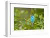 Florida, Immokalee, Indigo Bunting Perched in Jasmine Bush-Bernard Friel-Framed Photographic Print