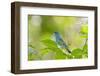 Florida, Immokalee, Indigo Bunting Perched in Jasmine Bush-Bernard Friel-Framed Photographic Print