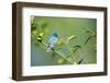 Florida, Immokalee, Indigo Bunting Perched in Jasmine Bush-Bernard Friel-Framed Photographic Print