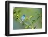 Florida, Immokalee, Indigo Bunting Perched in Jasmine Bush-Bernard Friel-Framed Photographic Print