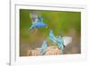 Florida, Immokalee, Indigo Buntings Fighting at Feeder Log-Bernard Friel-Framed Photographic Print