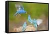 Florida, Immokalee, Indigo Buntings Fighting at Feeder Log-Bernard Friel-Framed Stretched Canvas