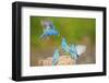 Florida, Immokalee, Indigo Buntings Fighting at Feeder Log-Bernard Friel-Framed Photographic Print