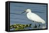 Florida, Immokalee, Snowy Egret Hunting-Bernard Friel-Framed Stretched Canvas