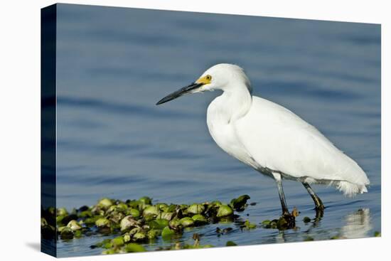 Florida, Immokalee, Snowy Egret Hunting-Bernard Friel-Stretched Canvas