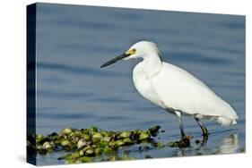 Florida, Immokalee, Snowy Egret Hunting-Bernard Friel-Stretched Canvas