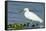 Florida, Immokalee, Snowy Egret Hunting-Bernard Friel-Framed Stretched Canvas