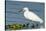 Florida, Immokalee, Snowy Egret Hunting-Bernard Friel-Stretched Canvas