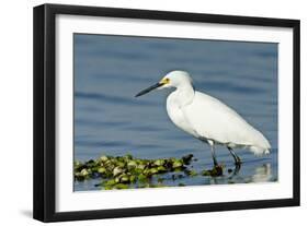 Florida, Immokalee, Snowy Egret Hunting-Bernard Friel-Framed Photographic Print