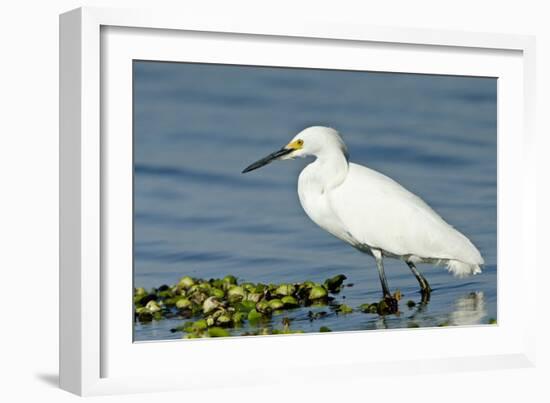 Florida, Immokalee, Snowy Egret Hunting-Bernard Friel-Framed Photographic Print