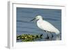 Florida, Immokalee, Snowy Egret Hunting-Bernard Friel-Framed Photographic Print