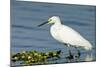 Florida, Immokalee, Snowy Egret Hunting-Bernard Friel-Mounted Photographic Print