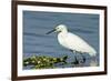 Florida, Immokalee, Snowy Egret Hunting-Bernard Friel-Framed Photographic Print