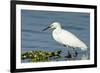 Florida, Immokalee, Snowy Egret Hunting-Bernard Friel-Framed Photographic Print