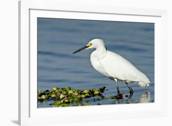 Florida, Immokalee, Snowy Egret Hunting-Bernard Friel-Framed Photographic Print