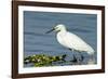 Florida, Immokalee, Snowy Egret Hunting-Bernard Friel-Framed Photographic Print