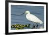 Florida, Immokalee, Snowy Egret Hunting-Bernard Friel-Framed Photographic Print