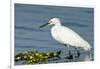 Florida, Immokalee, Snowy Egret Hunting-Bernard Friel-Framed Photographic Print