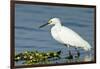 Florida, Immokalee, Snowy Egret Hunting-Bernard Friel-Framed Premium Photographic Print