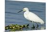 Florida, Immokalee, Snowy Egret Hunting-Bernard Friel-Mounted Premium Photographic Print