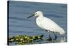 Florida, Immokalee, Snowy Egret Hunting-Bernard Friel-Stretched Canvas