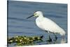 Florida, Immokalee, Snowy Egret Hunting-Bernard Friel-Stretched Canvas