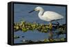 Florida, Immokalee, Snowy Egret Hunting-Bernard Friel-Framed Stretched Canvas