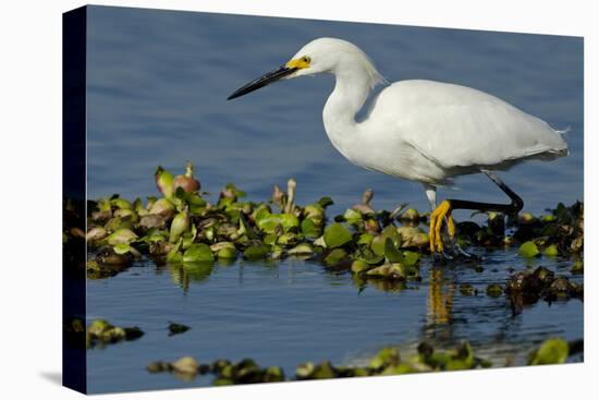 Florida, Immokalee, Snowy Egret Hunting-Bernard Friel-Stretched Canvas