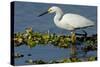 Florida, Immokalee, Snowy Egret Hunting-Bernard Friel-Stretched Canvas