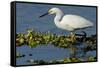 Florida, Immokalee, Snowy Egret Hunting-Bernard Friel-Framed Stretched Canvas