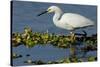 Florida, Immokalee, Snowy Egret Hunting-Bernard Friel-Stretched Canvas