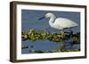 Florida, Immokalee, Snowy Egret Hunting-Bernard Friel-Framed Photographic Print