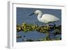 Florida, Immokalee, Snowy Egret Hunting-Bernard Friel-Framed Photographic Print