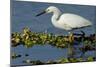 Florida, Immokalee, Snowy Egret Hunting-Bernard Friel-Mounted Photographic Print