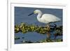 Florida, Immokalee, Snowy Egret Hunting-Bernard Friel-Framed Photographic Print