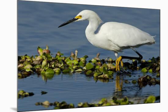 Florida, Immokalee, Snowy Egret Hunting-Bernard Friel-Mounted Premium Photographic Print