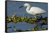 Florida, Immokalee, Snowy Egret Hunting-Bernard Friel-Framed Stretched Canvas