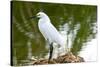 Florida, Immokalee, Snowy Egret Hunting-Bernard Friel-Stretched Canvas