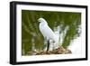 Florida, Immokalee, Snowy Egret Hunting-Bernard Friel-Framed Photographic Print