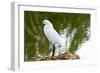 Florida, Immokalee, Snowy Egret Hunting-Bernard Friel-Framed Photographic Print